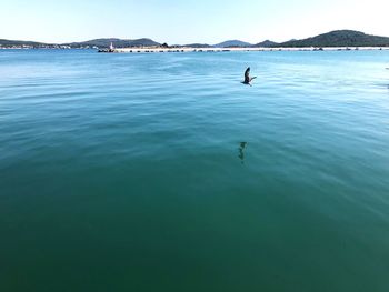 View of birds swimming in sea