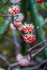 Close-up of red berries on plant