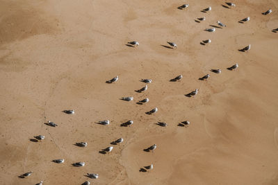 High angle view of seagulls on sand at beach