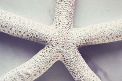 Close up of starfish