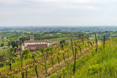 Scenic view of vineyard against sky