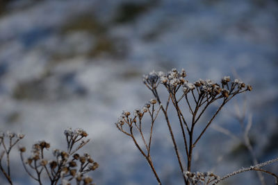 Close-up of dried plant