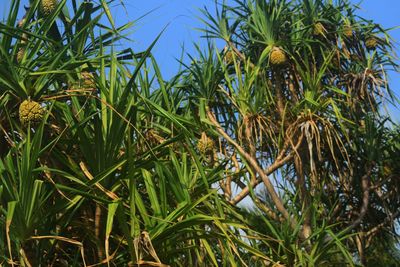 Low angle view of fresh green plants against sky