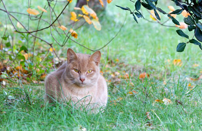 Portrait of cat on field