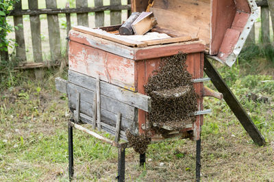 Wooden beehive with the family of bees