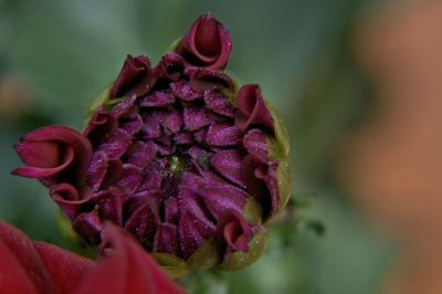 Close-up of water lily blooming outdoors
