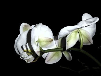 Close-up of flowers over black background