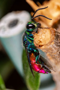 Close-up of a ladybug