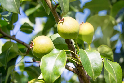 Close-up of fresh pear on pear tree branch in garden. fruit background. concept of gardening