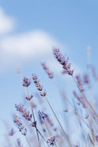 Low angle view of purple flowering plant against blue sky