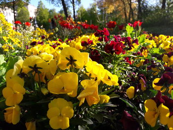 Close-up of yellow flowers blooming in park