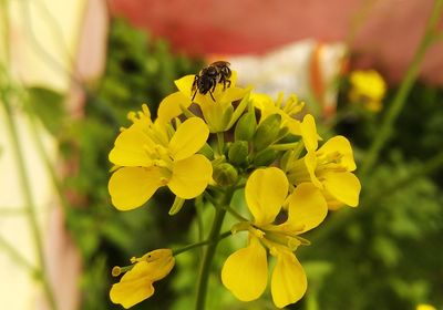 Close-up of bee pollinating on yellow flower