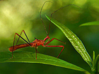 Close-up of insect on leaf