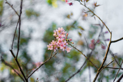 Close-up of pink cherry blossoms in spring