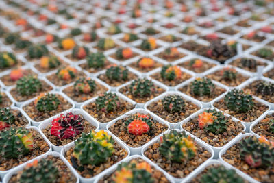 Full frame shot of potted plants