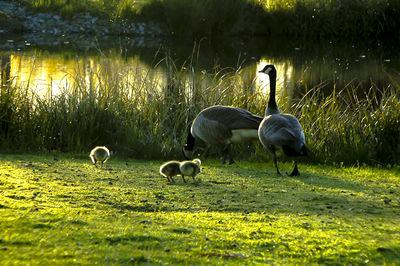 Canada geese with goslings on field against river