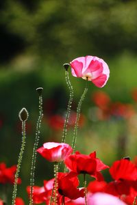 Close-up of pink poppy flowers