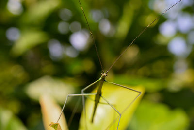 Stick insect seen at koh rong island