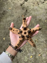 Close-up of human hand