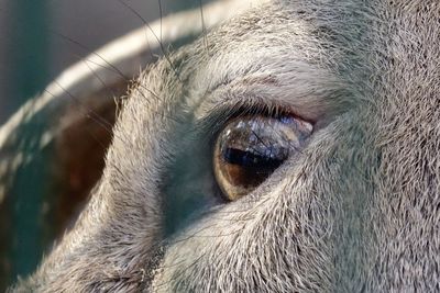 Close-up of horse eye