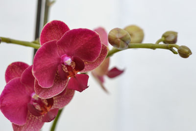 Close-up of pink orchid