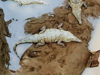 High angle view of crocodile in water