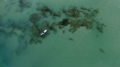 High angle view of turtle in sea