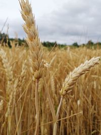 Field in summer 