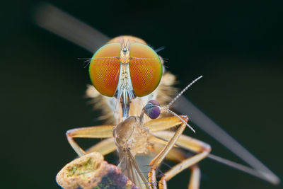 Close-up of fly