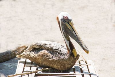 Pelican perching on wooden box at beach during sunny day