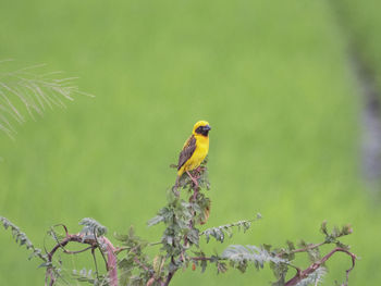 Bird perching on a tree