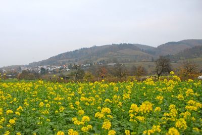 Scenic view of flowering field against yellow sky