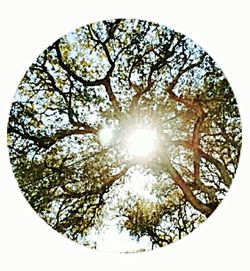 Sun shining through branches