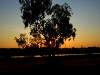 Silhouette of trees at sunset