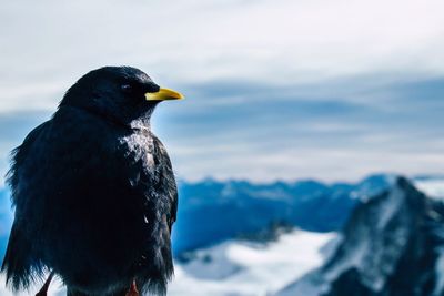 Close-up of a bird in snow