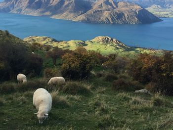 View of sheep grazing in field