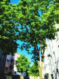 Low angle view of trees