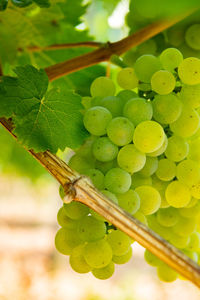 Close-up of grapes growing on plant