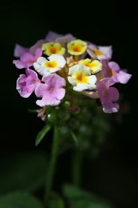 Close-up of flowers against black background