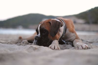 Close-up of dog resting on beach