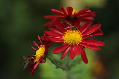 Close-up of insect on flower