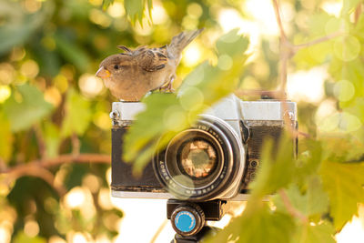 Close-up of camera