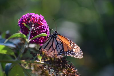 Close-up of a monarch butterfly pollinating on purple flower with green background 