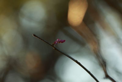 Close-up of red flowering plant