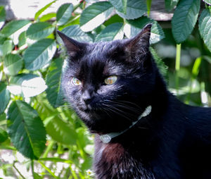 Portrait of black cat