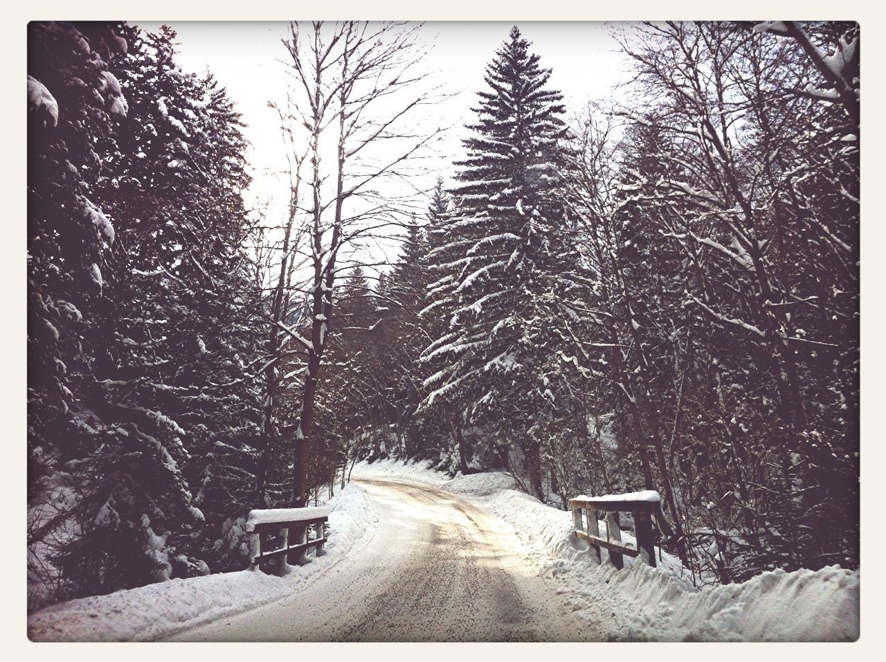 snow, tree, transportation, the way forward, winter, transfer print, cold temperature, road, auto post production filter, season, weather, diminishing perspective, street, bare tree, car, nature, vanishing point, day, land vehicle, clear sky