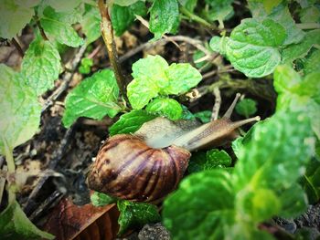 Close-up of snail on plant