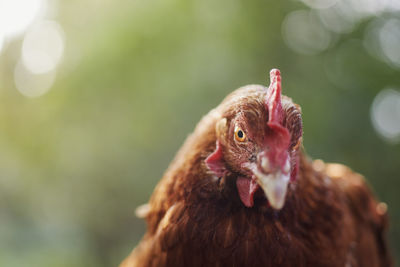 Portrait of curious hen looking at camera. selective focus against green natur for copy space. 