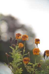 Close-up of flowering plants on field