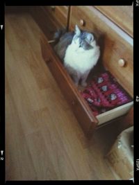 Cat looking away